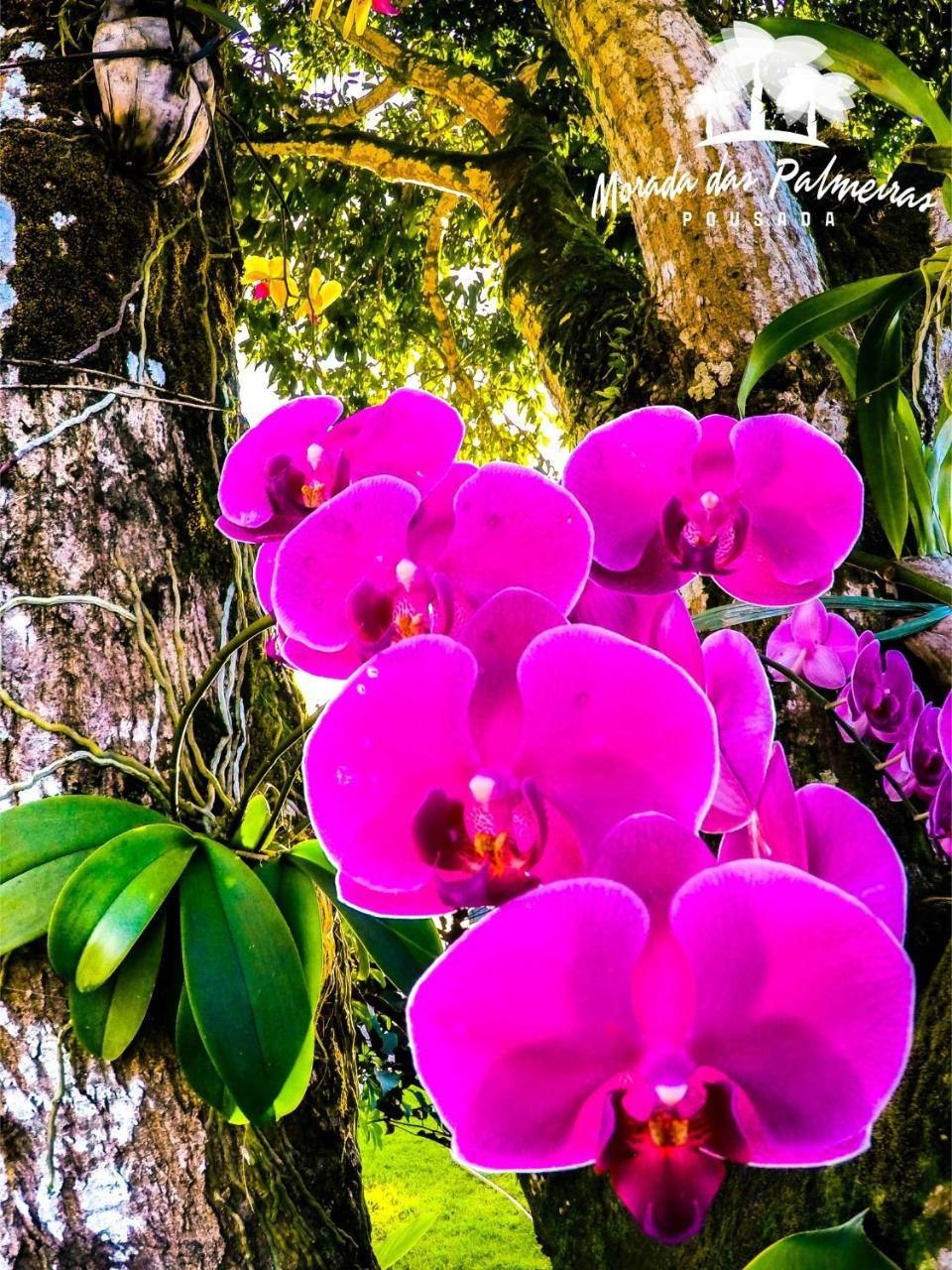 Morada Das Palmeiras Barra Grande  Extérieur photo