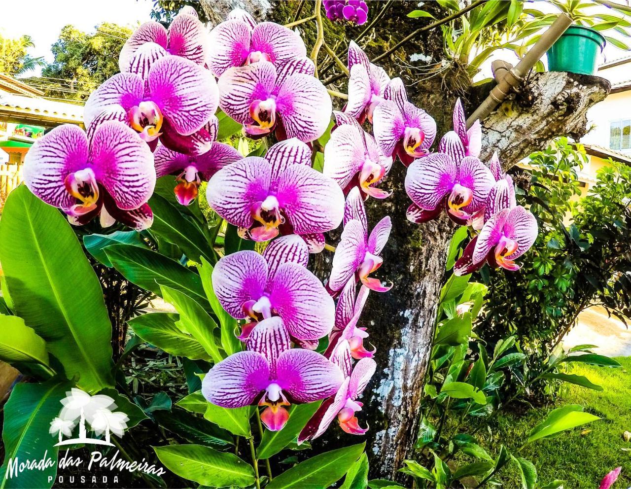 Morada Das Palmeiras Barra Grande  Extérieur photo